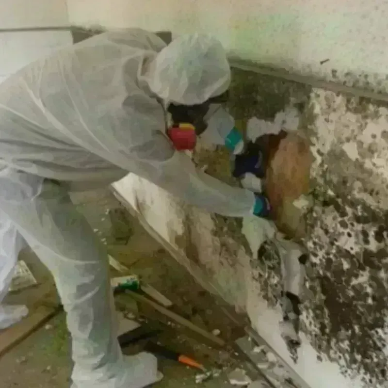 Mold Remediation and Removal in Franklin, KY